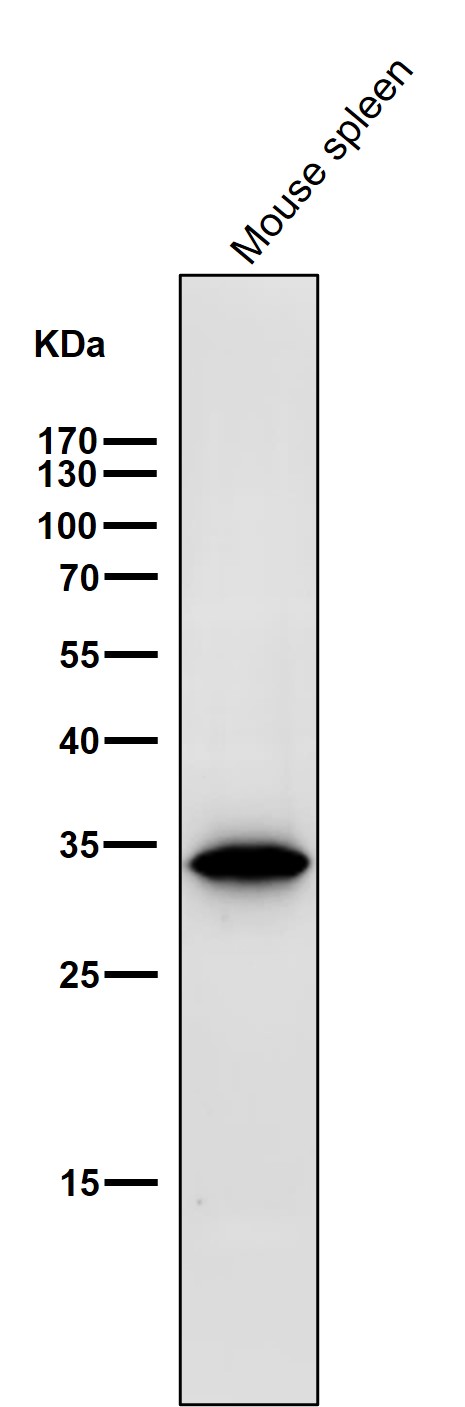 PCNA Ab