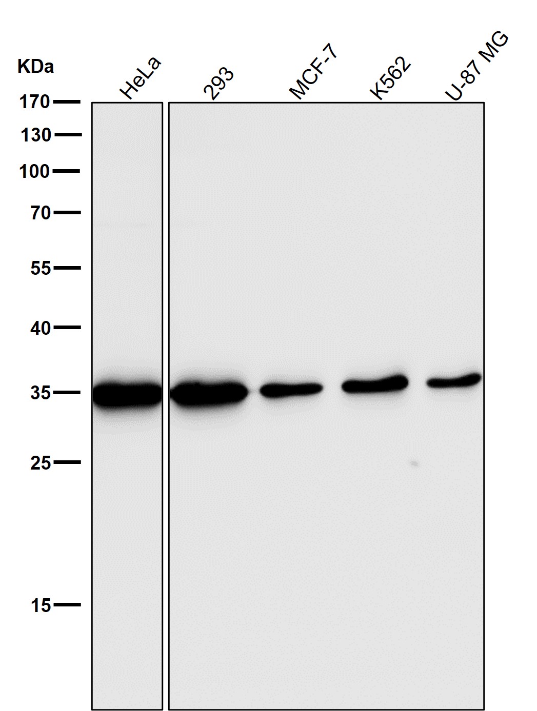 PCNA Ab