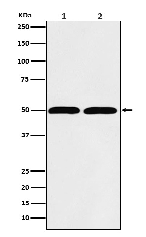 beta Tubulin Ab