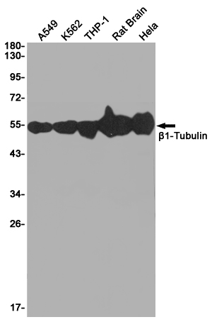 beta I Tubulin Ab