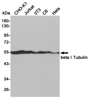 beta I Tubulin Ab