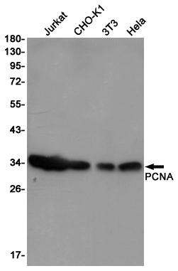 PCNA Ab