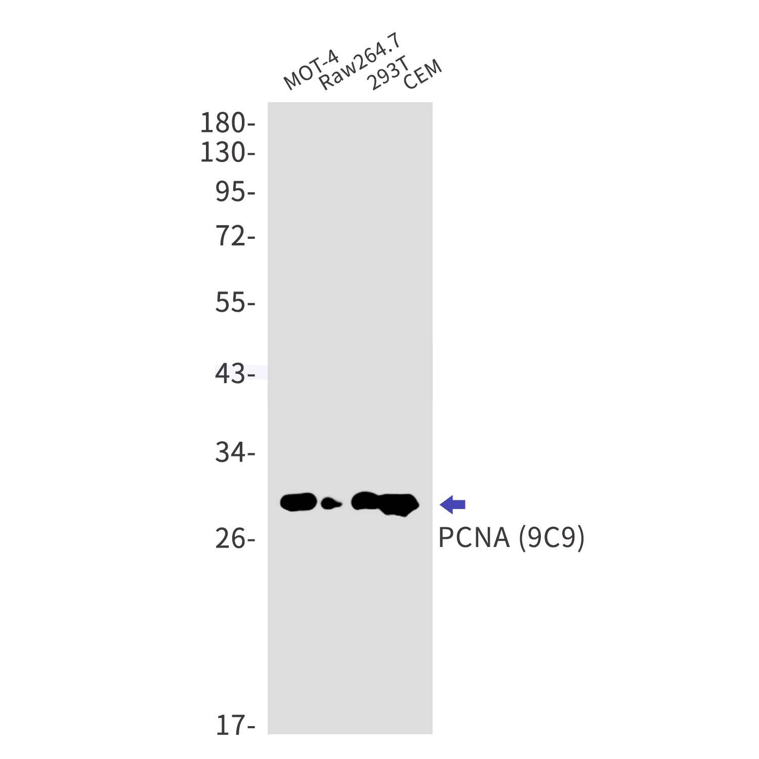 PCNA Ab