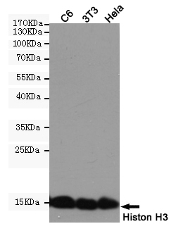 Histone H3.1 Ab