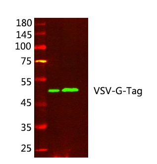 VSV G tag Ab