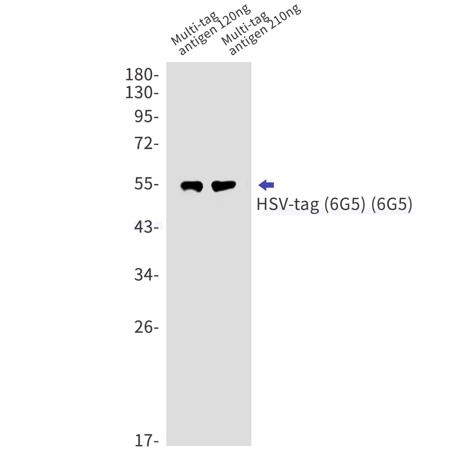 HSV tag Ab