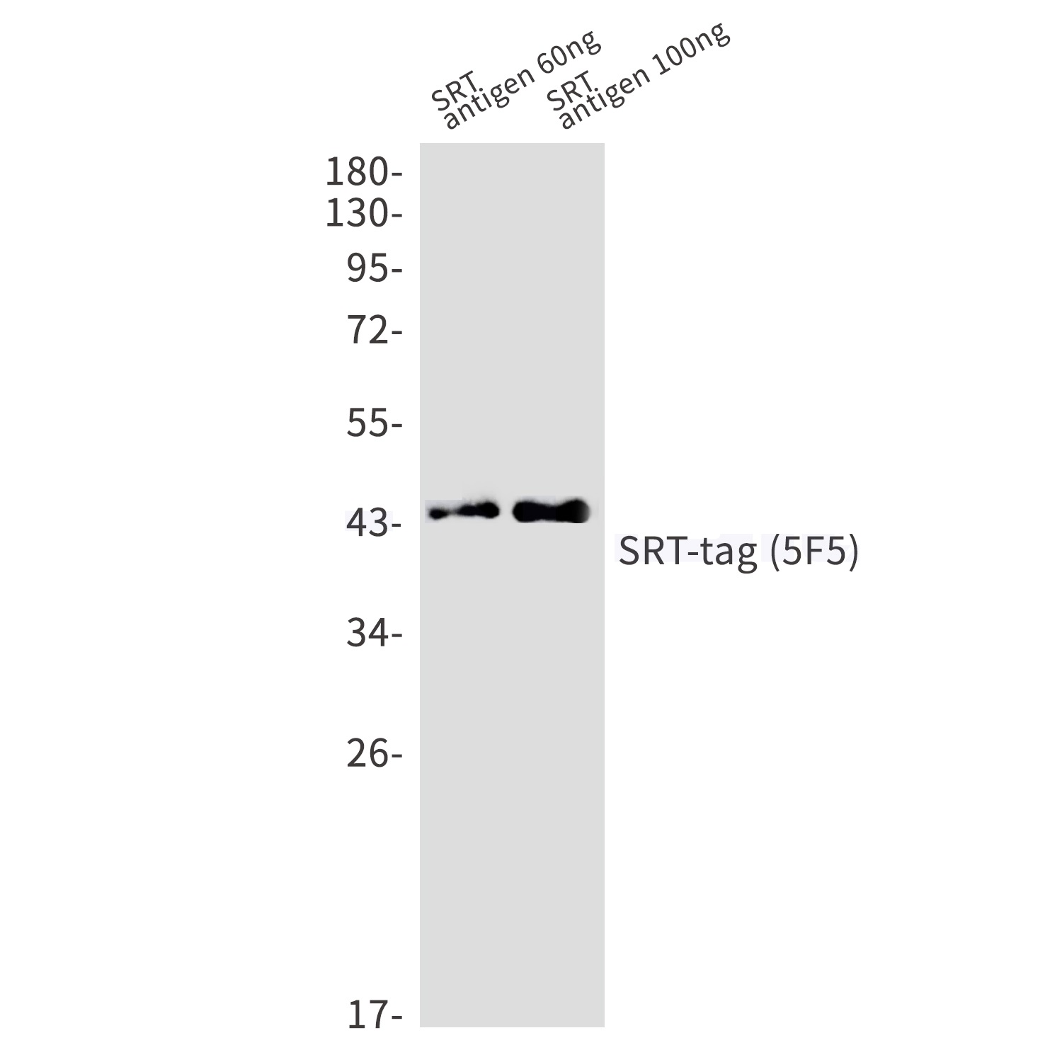 SRT tag Ab