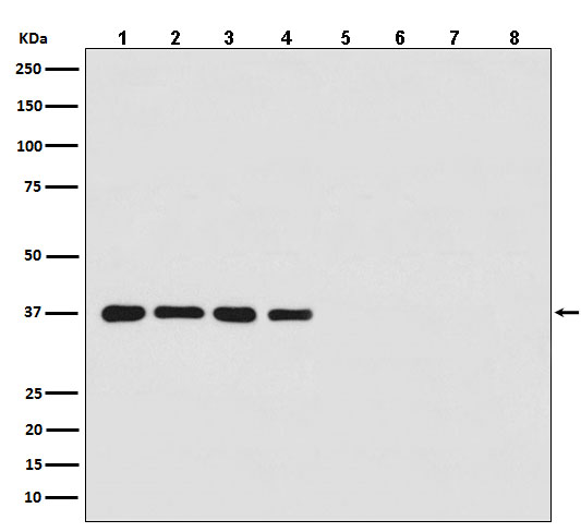 Goat Anti-Rabbit IgG (HRP)