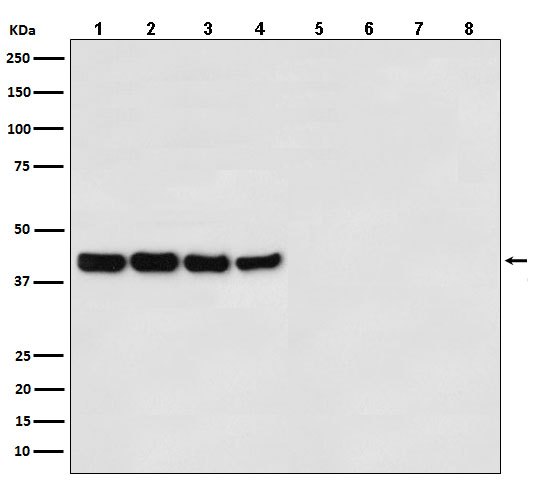 Goat Anti-Mouse IgG (HRP)