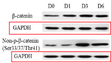 GAPDH Ab (HRP)