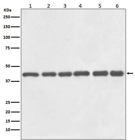 beta Actin Ab (HRP)