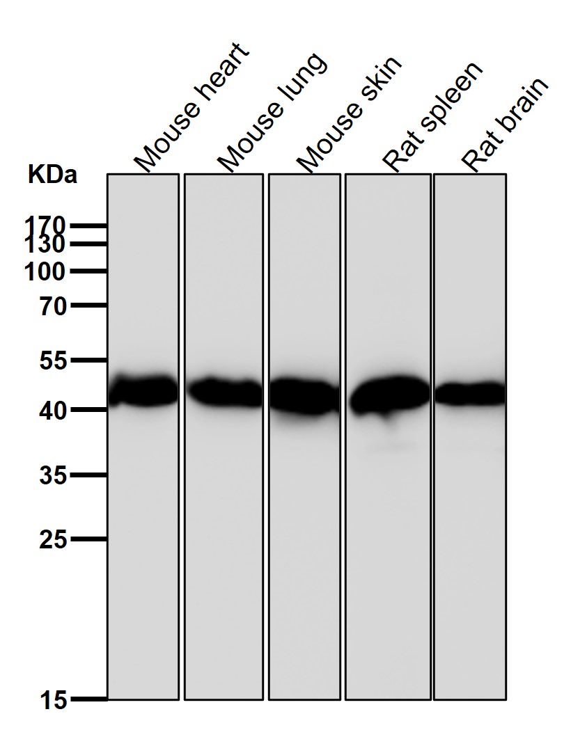 beta Actin Ab (HRP)