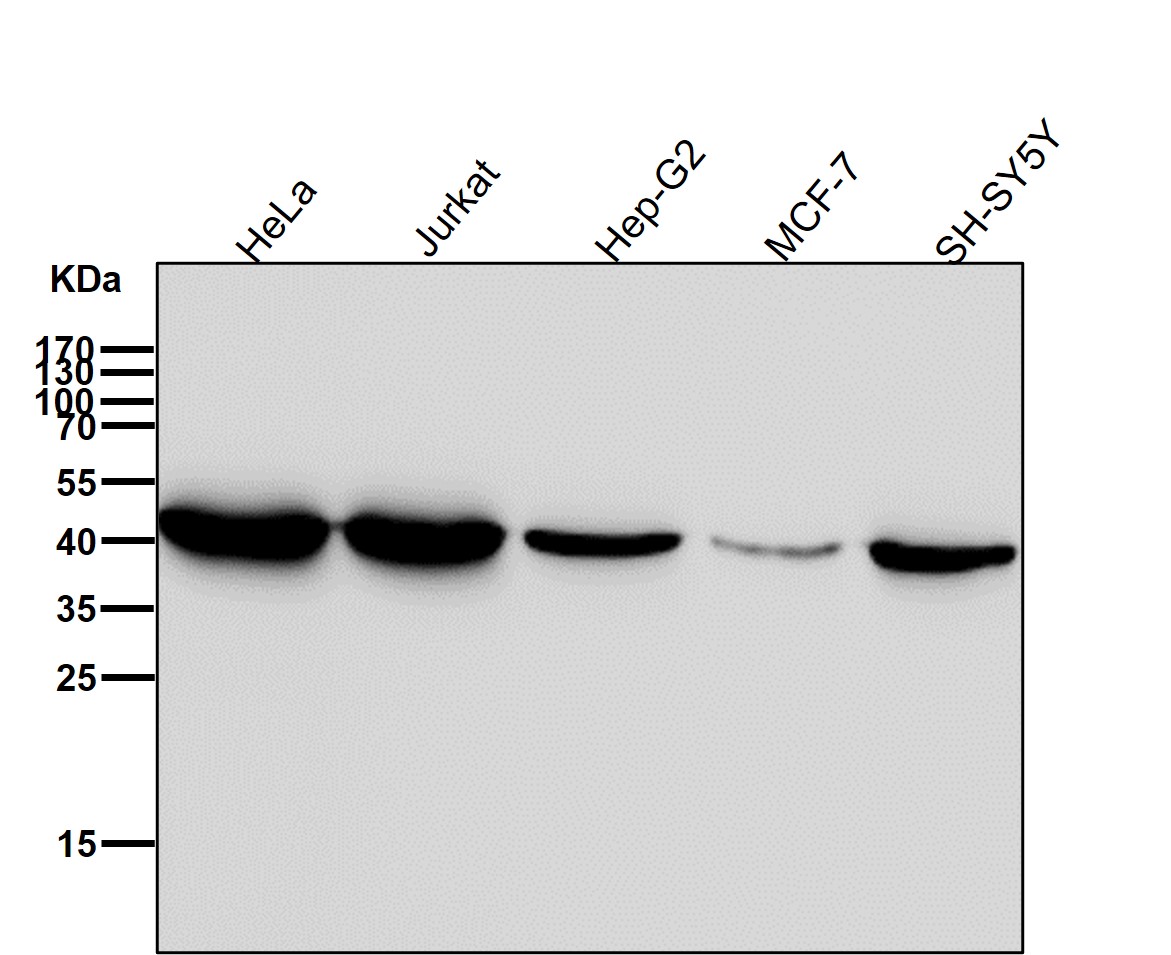 beta Actin Ab (HRP)