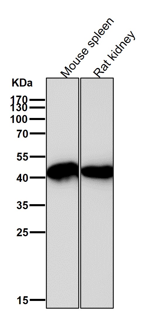 beta Actin Ab (HRP)