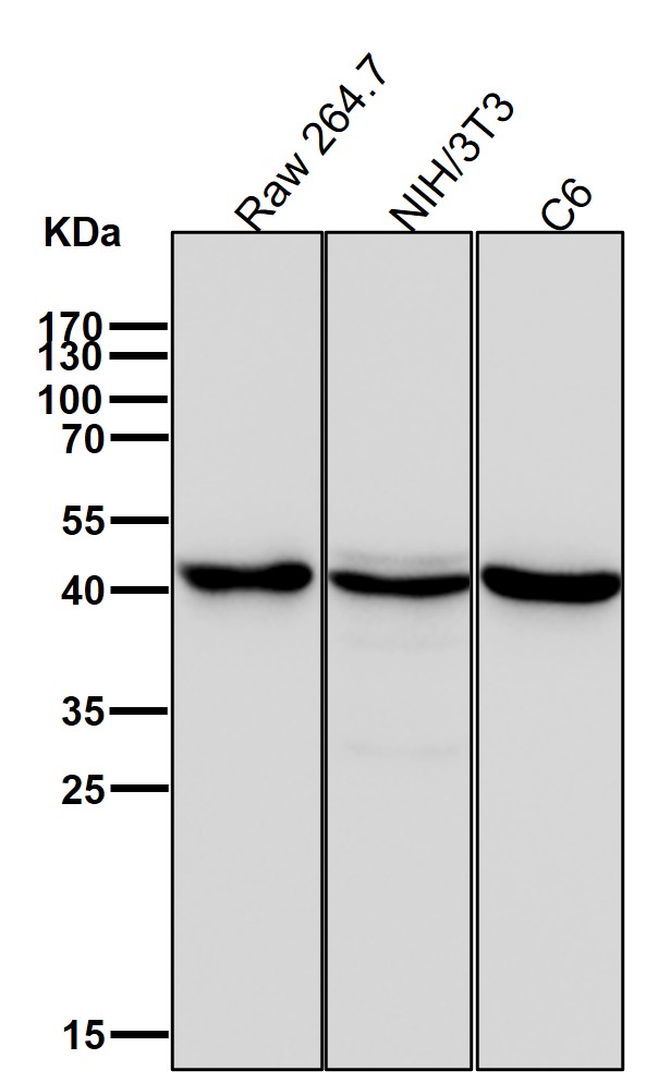 beta Actin Ab (HRP)