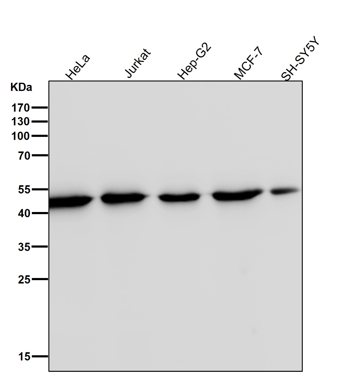 beta Actin Ab (HRP)