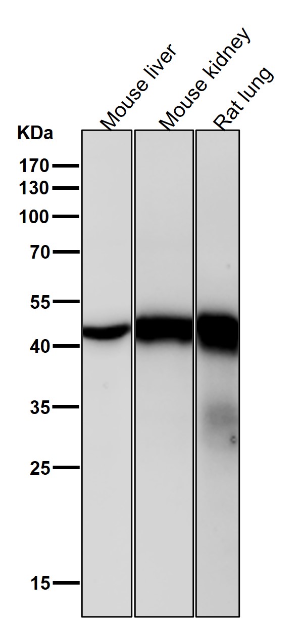 beta Actin Ab (HRP)