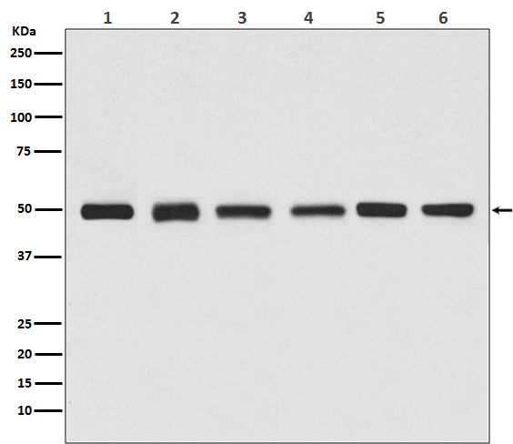 beta III Tubulin Ab (HRP)