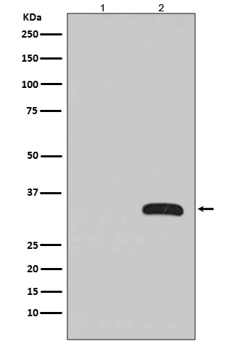 GFP tag Ab (HRP)