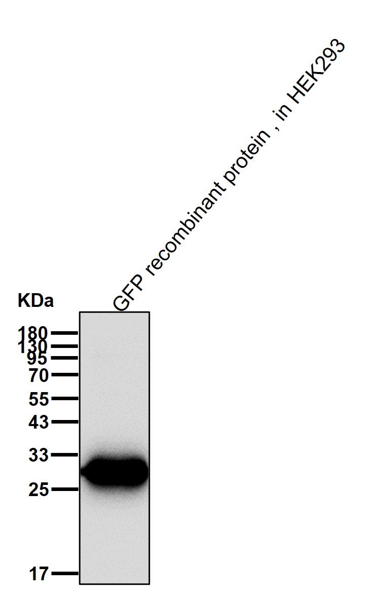 GFP tag Ab (HRP)