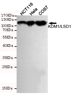 KDM1 Ab