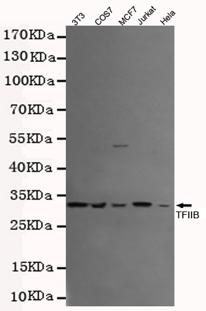 TFIIB Ab