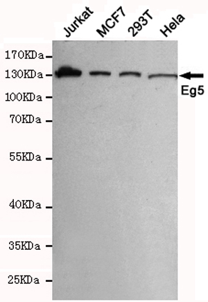 KIF11 Ab