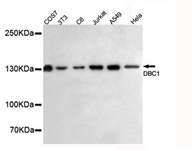 CCAR2 Ab