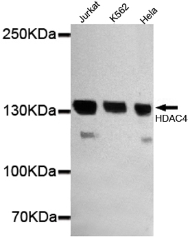 HDAC4 Ab