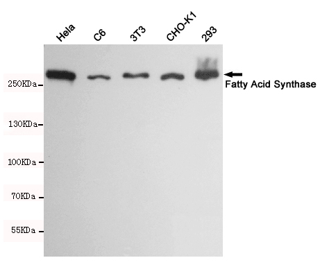 Fatty acid synthase Ab