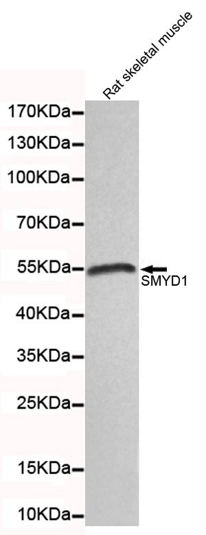 SMYD1 Ab