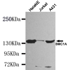 SMC1 alpha Ab