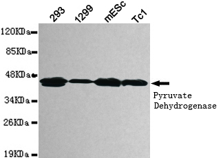 PDHA1 Ab