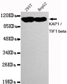 TIF1 beta Ab