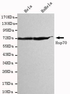 Hsp70 Ab