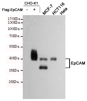 EpCAM Ab