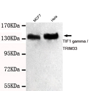 TRIM33 Ab