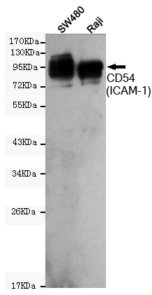 ICAM 1 Ab