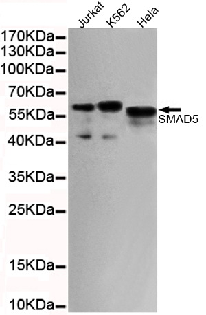 SMAD5 Ab