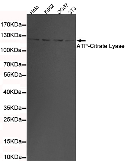 ATP citrate synthase Ab