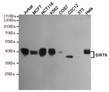 SIRT6 Ab