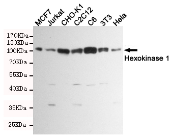 Hexokinase 1 Ab