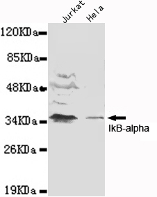 IkB alpha Ab