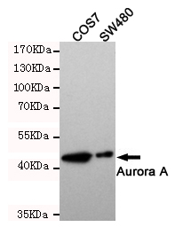 Aurora kinase A Ab