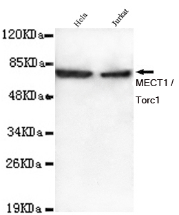 CRTC1 Ab