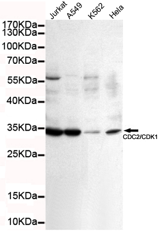 CDK1 Ab