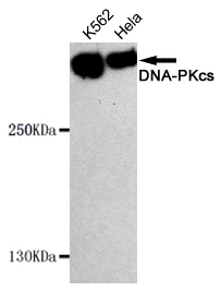 DNA PKcs Ab