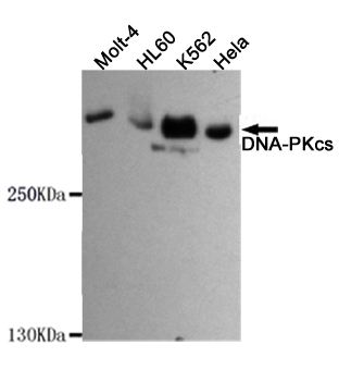 DNA PKcs Ab