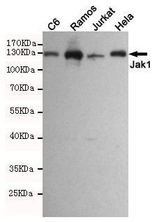 JAK1 Ab