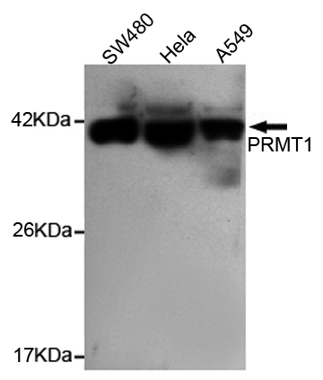 PRMT1 Ab